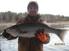 (03/07/2014) - Nice Striped Bass